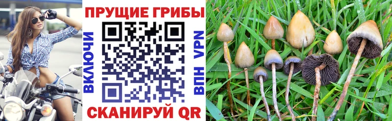 Псилоцибиновые грибы мухоморы цена Западная Двина